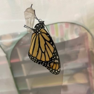 mmesamkrysty's profile picture. French Immersion Kindergarten class