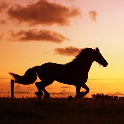 notacowpoke's profile picture. 