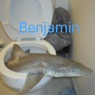 Tweets with replies by Benjamin the toilet shark (@ToiletShark_Ben) /  Twitter