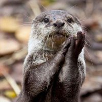 My profile picture (@heavenly_otter) 's Twitter Profile Photo My profile picture (@heavenly_otter) 's Twitter Profile Photo