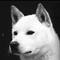 진돗개(광견)🎗 언론(검찰,판사)개혁! (@pmyis1pdyfr5is3) 's Twitter Profile