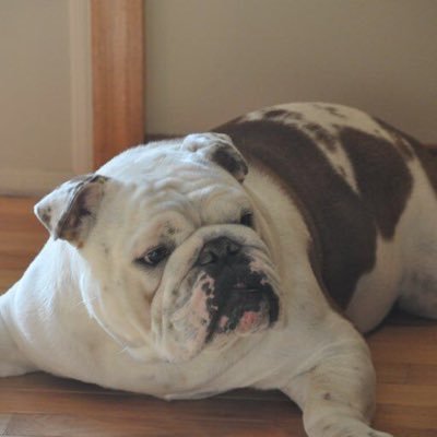 I love the Royal Family, especially William and Catherine.  My Bulldog, Iggy is my profile picture.