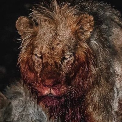 X75Ben's profile picture. Husband and father, love our country, our President MAGA/KAG 2020, combat sports and baseball.