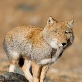 Yoooheさんのプロフィール画像