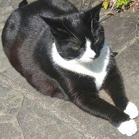 Donna McKee (@mc22ma) 's Twitter Profile