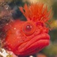 DorkasMalorkas's profile picture. Clickstorm!