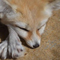 えんがわ (@engawa_ex) 's Twitter Profile