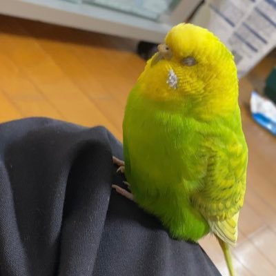 No.1097シャボン玉の中にインコちゃんカップル