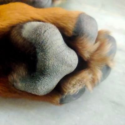 sanchit250987's profile picture. 