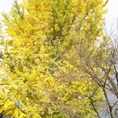 ma33762911's profile picture. 