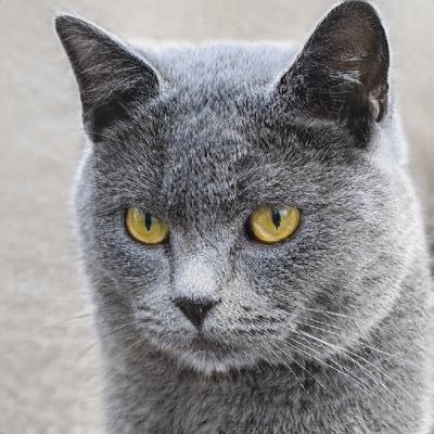 cocoalpha23's profile picture. 