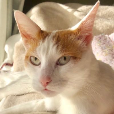 hoshinampla's profile picture. 雑多垢/漫画とアニメと怪談と茸と猫とご飯が好き/アラフォー/V関連はこちらに→@hitoyo19029