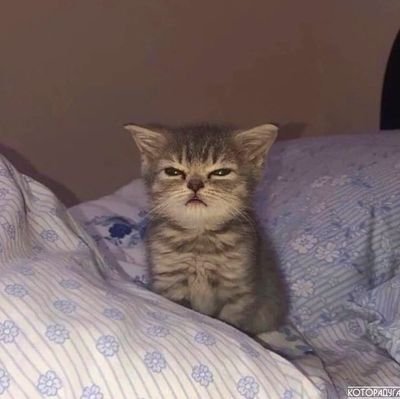 cloudtail's profile picture. 