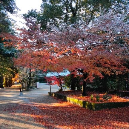 箱庭造りをしつつ日本の庭園や、樹木や草花について、日々、勉強しています。多肉植物の寄せ植えや多肉植物を育ててます。