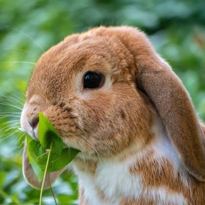 rabbit_gain
