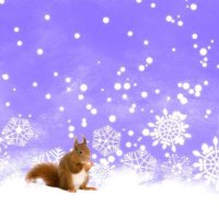 ゆきんこ⛄❅*° (@yukidp174) 's Twitter Profile