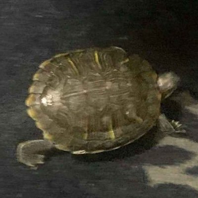 BronxieTurtle Profile Picture