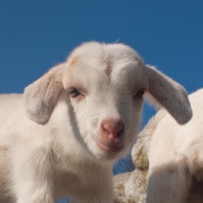 pjppppj's profile picture. 