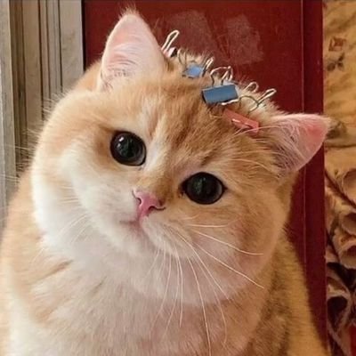 d4wpDXlSHkczYsj's profile picture. 一名普普通通的服务器维修员，INFP.单纯喜欢搞黄色来的，不嫖不约，喜欢音频和声音好听的小姐姐，不喜萝莉。