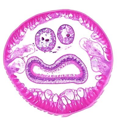 VeSPathol's profile picture. 🇫🇷Veterinary pathologist with interest in surgical and comparative pathology