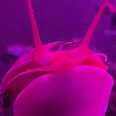 elderacne's profile picture. she/her