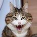 CatPussyCrypto (@catpussycrypto) Twitter profile photo CatPussyCrypto (@catpussycrypto) Twitter profile photo
