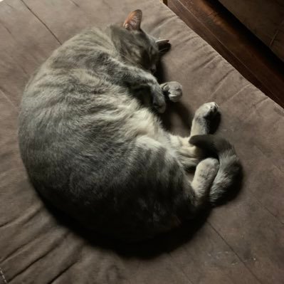 treejanecek's profile picture. I never give up on anything