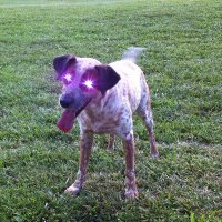 Patrick Morris (@patrickmorris) Twitter profile photo