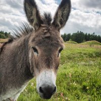 Niklas P (@karottebitte) Twitter profile photo