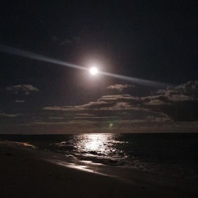 bear_mcz666's profile picture. Bear / sneaker Head / mcz