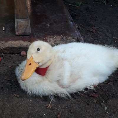 kaansahinuzun's profile picture. doğa hayvan tarih