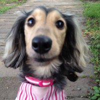 yuzu (きさばぁば👩‍🦳) (@oosaka55yuzu) 's Twitter Profile Photo