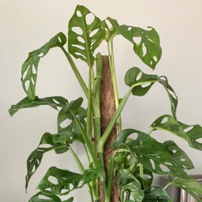 All things Monstera (and some other Aroids)