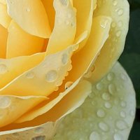 🌱 Debs - Raindrops on Roses(@raindrop_rose1) 's Twitter Profile Photo