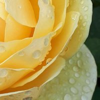 🌱 Debs - Raindrops on Roses (@raindrop_rose1) 's Twitter Profile Photo 🌱 Debs - Raindrops on Roses (@raindrop_rose1) 's Twitter Profile Photo