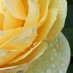 🌱 Debs - Raindrops on Roses (@raindrop_rose1) Twitter profile photo