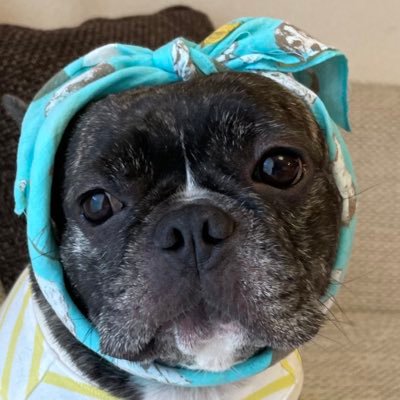 ゴマ フレンチブルドッグ Goma Furebull Twitter ゴマ フレンチブルドッグ Goma Furebull Twitter