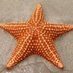 Estrellita de Mar (@estreyimar) Twitter profile photo Estrellita de Mar (@estreyimar) Twitter profile photo