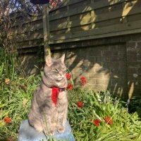 izzijo (@joannab64017534) 's Twitter Profile