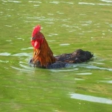 Swimn' Chicken