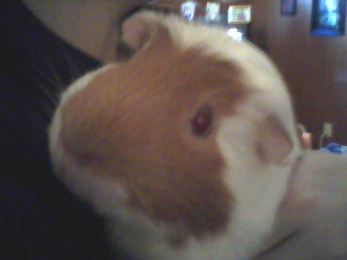 I'm a tenacious red and white guinea pig.  Read about my daily adventures here!