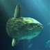 Mola mola my beloved (@molidae__) Twitter profile photo Mola mola my beloved (@molidae__) Twitter profile photo