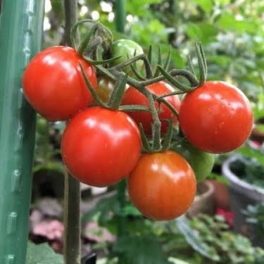 newkgm_pcbs's profile picture. ほぼROM専