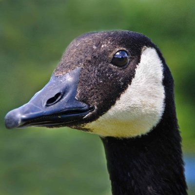 Follow for Geese! The account is new and accepting submissions, please provide sources if photos are not yours. Focused on Canada Geese but may include others.