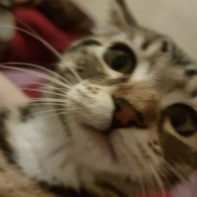 reshmile's profile picture. 