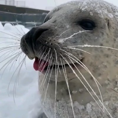 entusiasta de focas