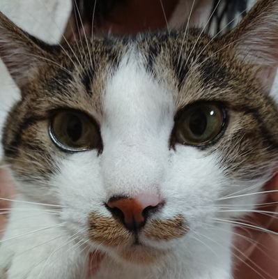 娘二人の母です。
愛猫みいちゃんは産まれてすぐ捨てられていたのを保護して現在4才♥️とても可愛い、名前はみいだけど男の子🤗♥️
今年8月1日からマンチカンの女の子、ななちゃん6才が新しく家族になりました😻
猫大好きな方はもちろん
たくさんの方と繋がりたいです(ﾉ≧▽≦)ﾉ
無言フォロー失礼します&大歓迎です😉