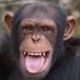 monkey (@obesechimpanzee) Twitter profile photo monkey (@obesechimpanzee) Twitter profile photo