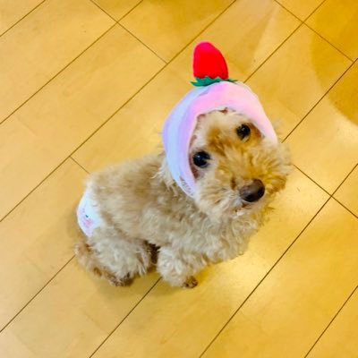 トププ_topupu🐶 こんにちは。 トイプードルの15才 老犬ルナ の日常を更新していきます★ 他にも可愛い動物を紹介していきます❤️YouTube登録して欲しい方は連絡くれたら遊びに行かせて頂きます🤗