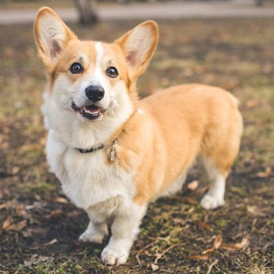 Corgi86Corgi Profile Picture